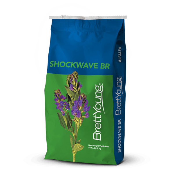 Shockwave BR Alfalfa