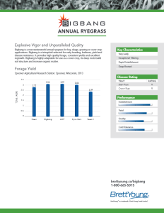 Bigbang Annual Ryegrass