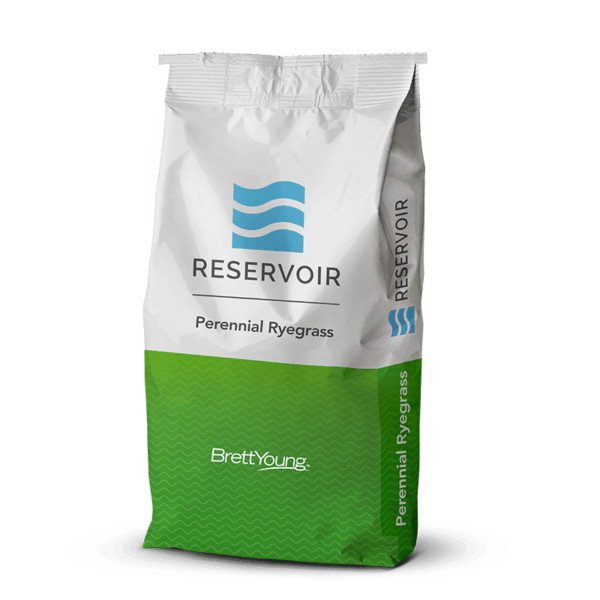 Reservoir Perennial Ryegrass