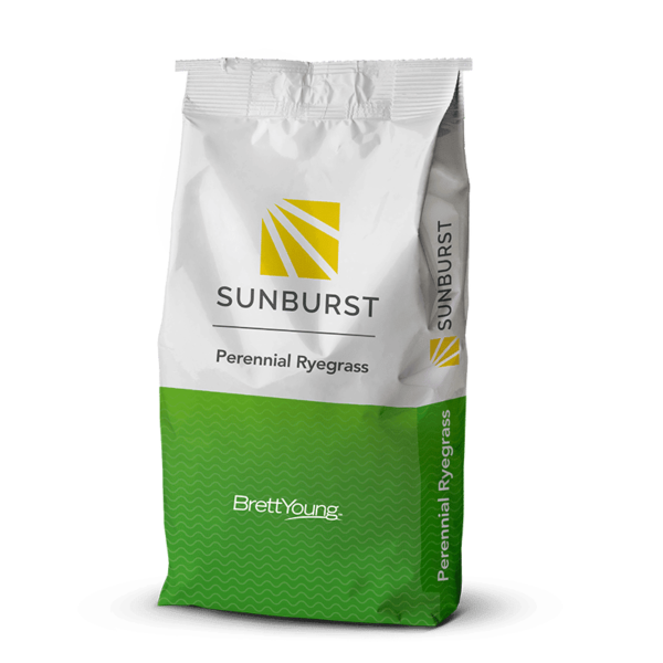 Sunburst Perennial Ryegrass