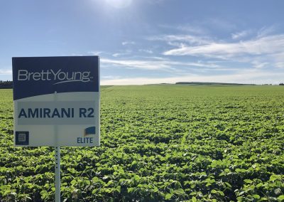 Amirani R2 Signed Soybean Field