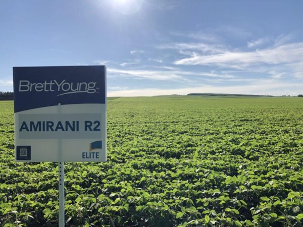 Amirani R2 Signed Soybean Field