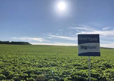 Field of Soybeans treated with Signum
