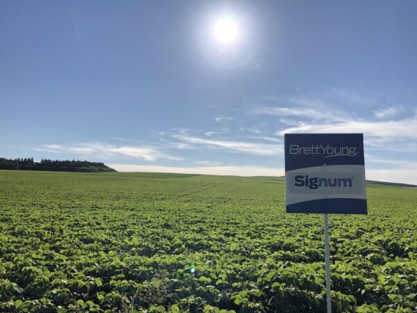 Field of Soybeans treated with Signum
