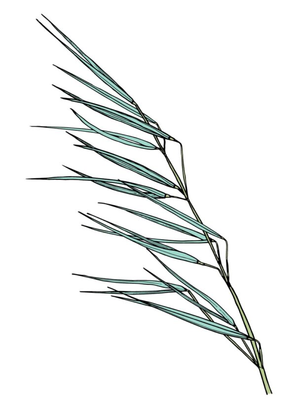Western Porcupine Grass