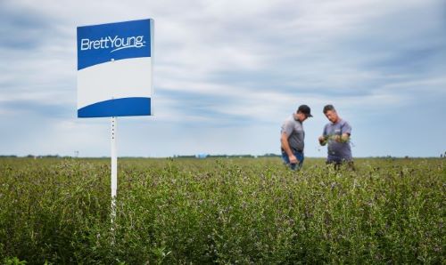 Alfalfa Field with BY Sign-People - Small