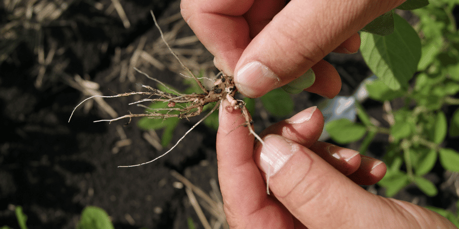 nodules on plant roots