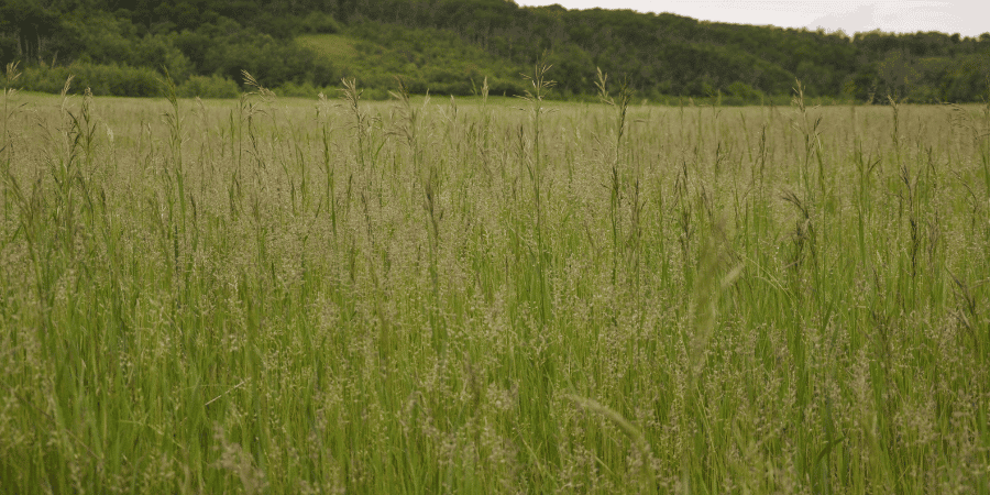 Perennial ryegrass growing