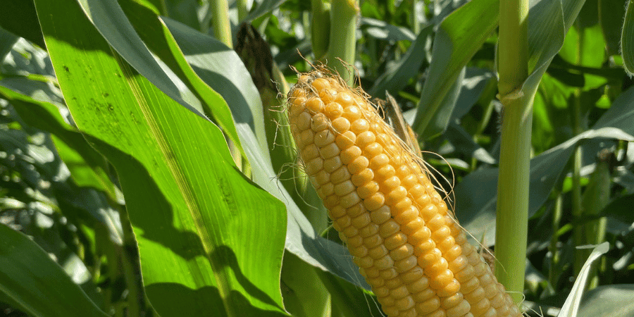 corn cob in corn field