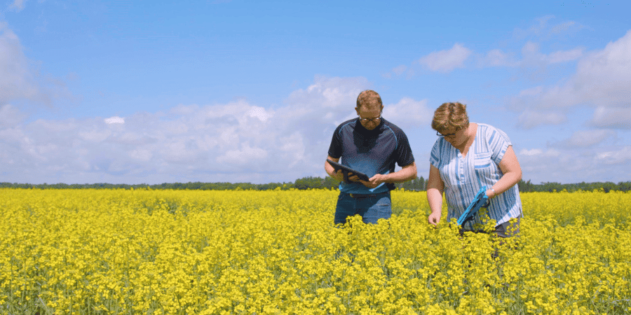 two people scouting a canola field