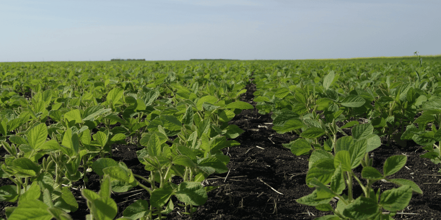 soybeans growing