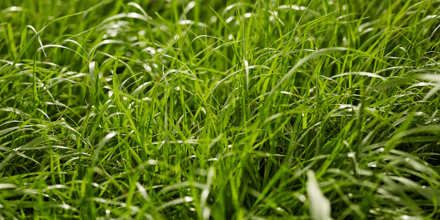 Grass growing
