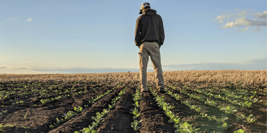 Man standing in growing field
