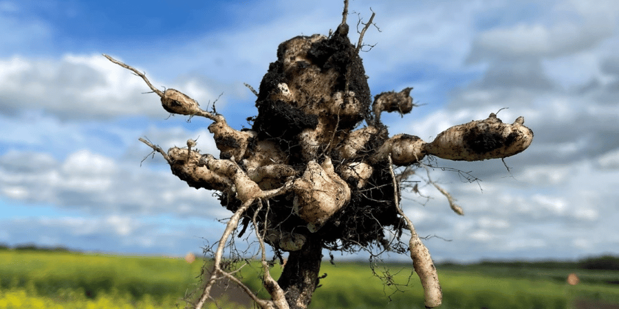 clubroot in the field