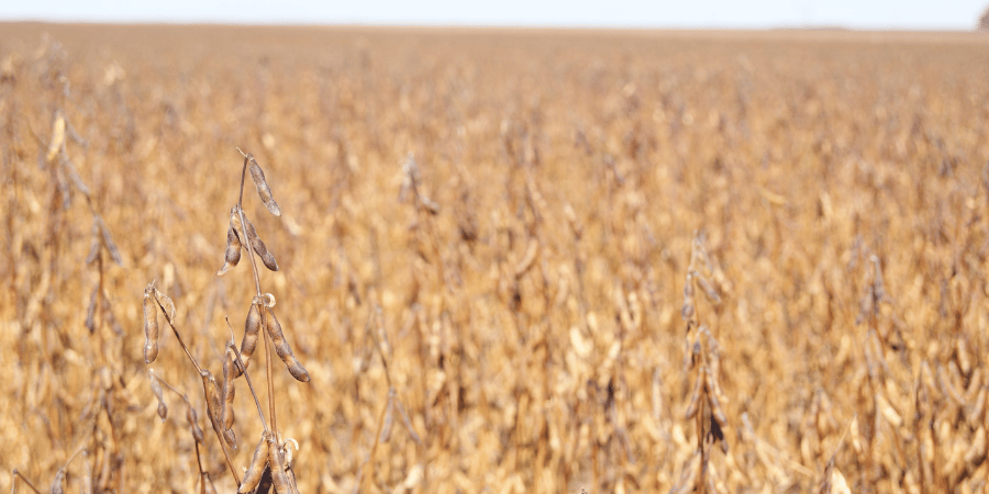 soybean field harvest photo