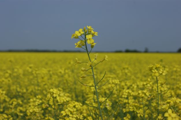 Canola flower in field for canola