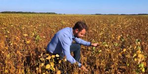 in soybean field ready to harvest