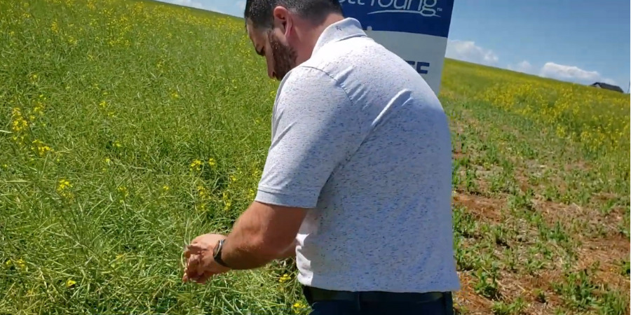 BCT site in Alberta no clubroot zone