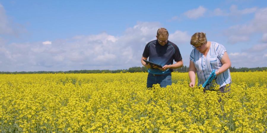 two people in canola field scouting for blackleg
