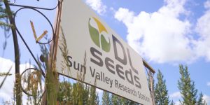 DL Seeds breeding program