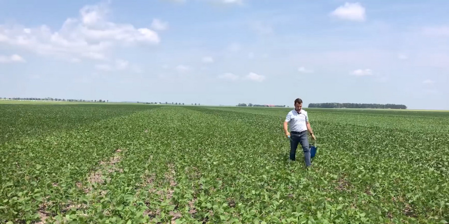 man in soybean field