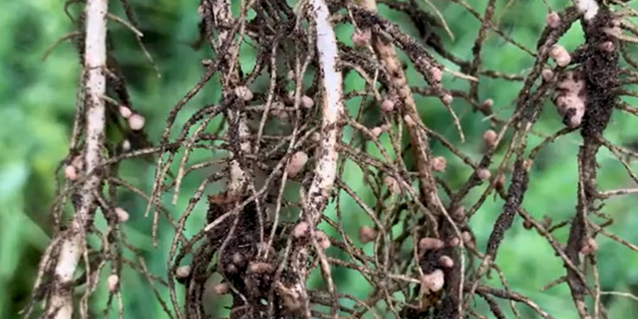 nodules on plant root