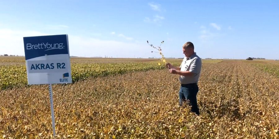 podheight Thomas Thiessen in soybean field
