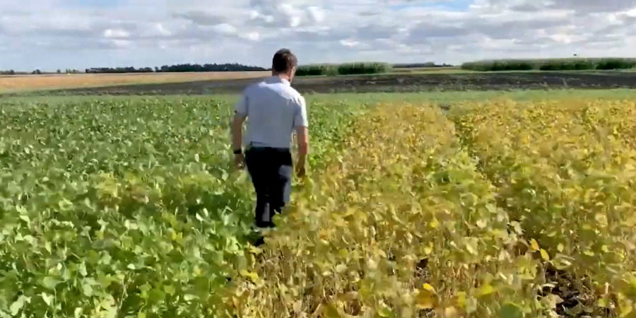 understanding soybean maturity ratings