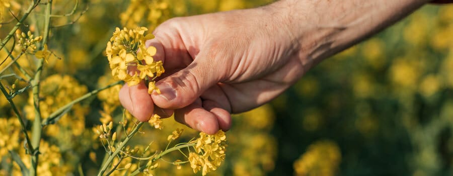 Canola