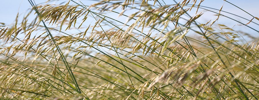 Native Grasses Enhance Conservation and Forage Production in the