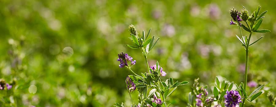 Alfalfa