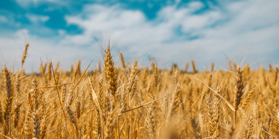 companion crop wheat