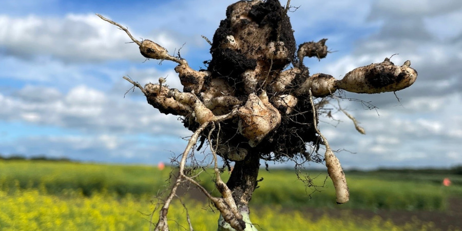 clubroot