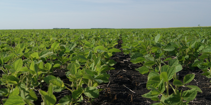 WATCH: Soybean Plant Structures - BrettYoung