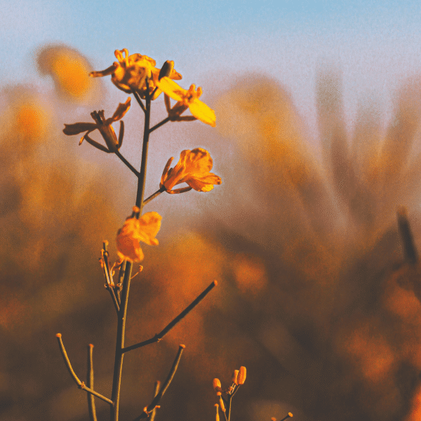 BY PLUS USA Confirmation BY PLUS USA Confirmation