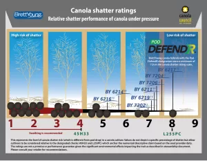 Canola Shatter Ratings