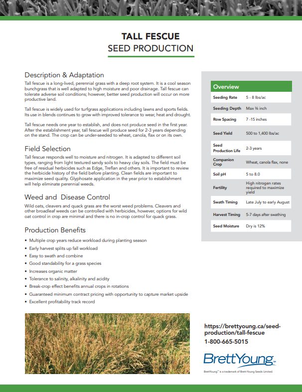 Tall Fescue