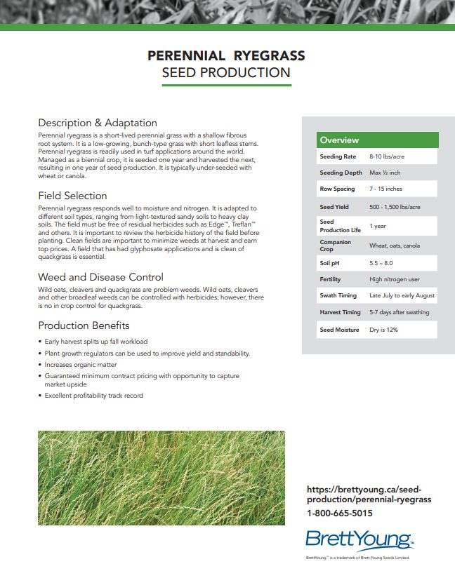 Perennial Ryegrass