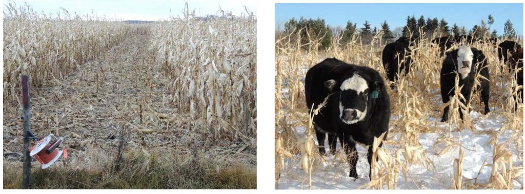 Silage Corn Harvest