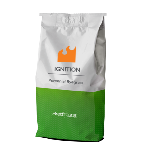 Ignition Perennial Ryegrass