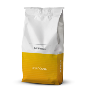 Fétuque élevée Saltillo