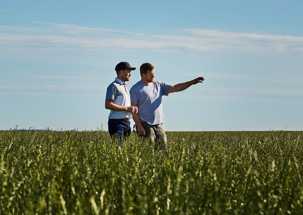 Annual Ryegrass