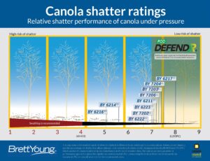 Canola Shatter Ratings
