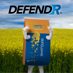 square eblast images (44) 2027 Canola