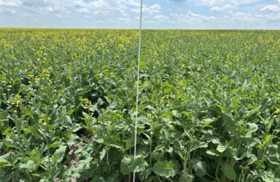 Understanding Your Canola Seed Treatment Options Understanding Your Canola Seed Treatment Options