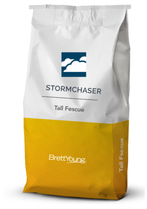 Stormchaser Tall Fescue