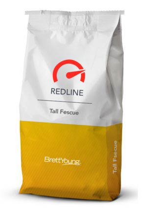 Redline Tall Fescue